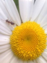 ant party on a daisy.